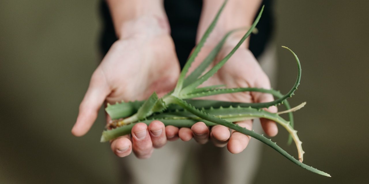 Aloes opatrunkiem dla podrażnionej skóry