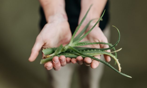 Aloes opatrunkiem dla podrażnionej skóry